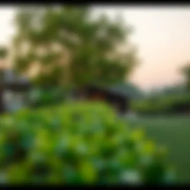 Tranquil Greenery in Al Ameera Village Serene landscape showcasing greenery in Al Ameera Village