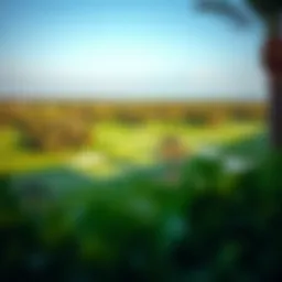 Stunning view of Montgomerie Dubai golf course with lush greenery