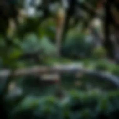 Tranquil Oasis in the Heart of Dubai A serene pond surrounded by lush greenery