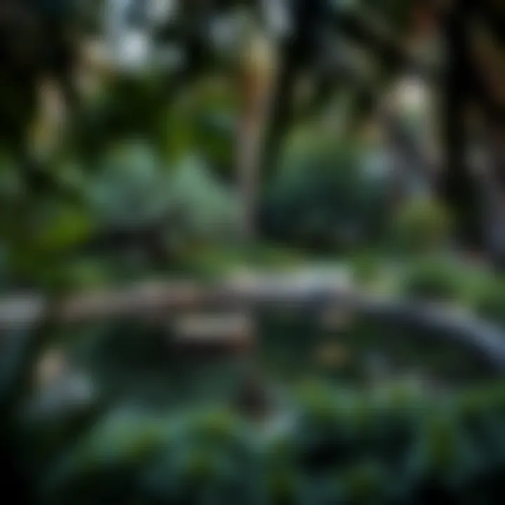 Tranquil Oasis in the Heart of Dubai A serene pond surrounded by lush greenery