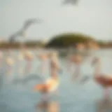 Graceful flamingos wading in the serene waters of Ras Al Khor