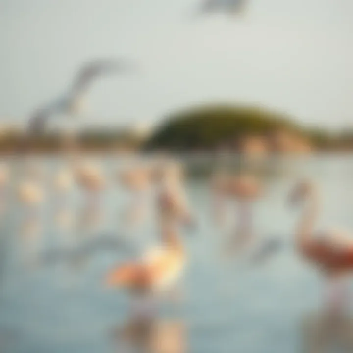 Flamingos at Ras Al Khor Graceful flamingos wading in the serene waters of Ras Al Khor